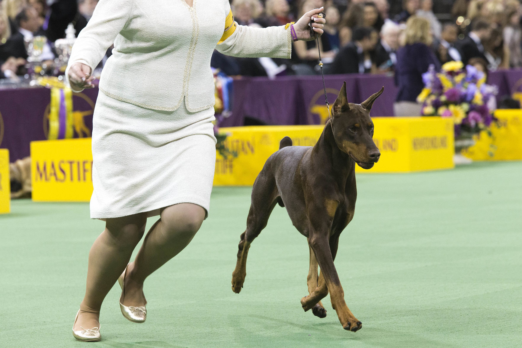 17. Doberman Pinschers